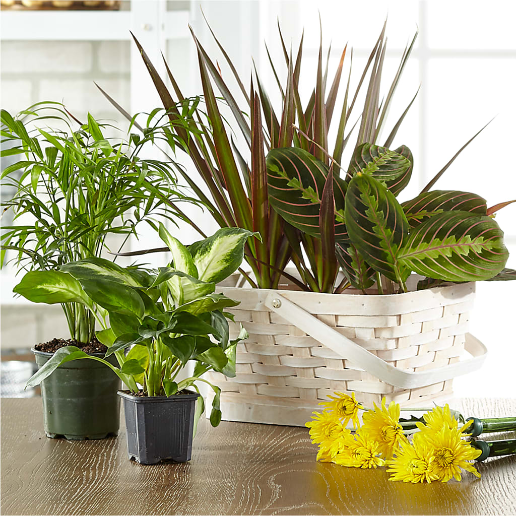Florist Designed Blooming and Green Plants in a Basket – Happy Events By Euna, Metuchen NJ