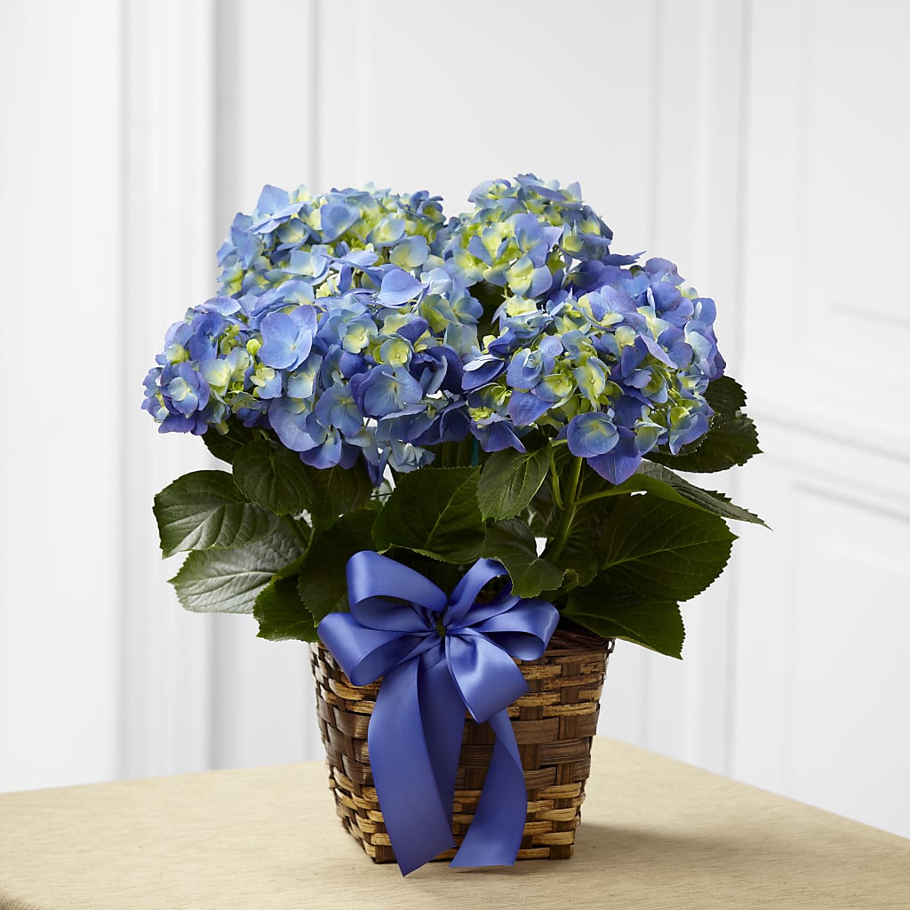 Blue Hydrangea Planter – Happy Events By Euna, Metuchen NJ