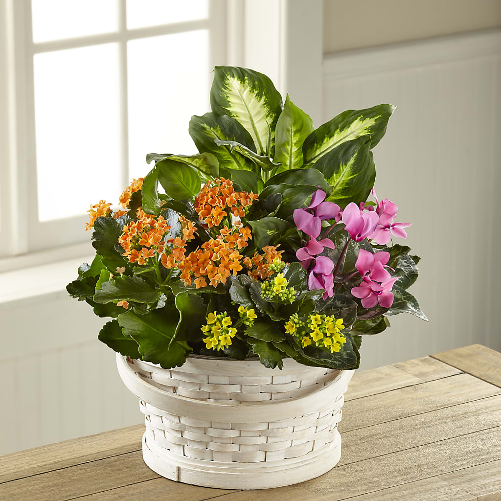 Color Crush Dishgarden – Happy Events By Euna, Metuchen NJ
