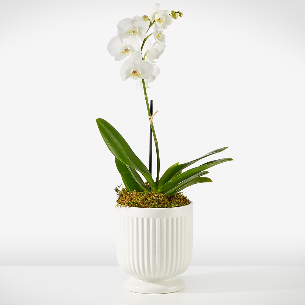 Whispering White Orchid – Happy Events By Euna, Metuchen NJ