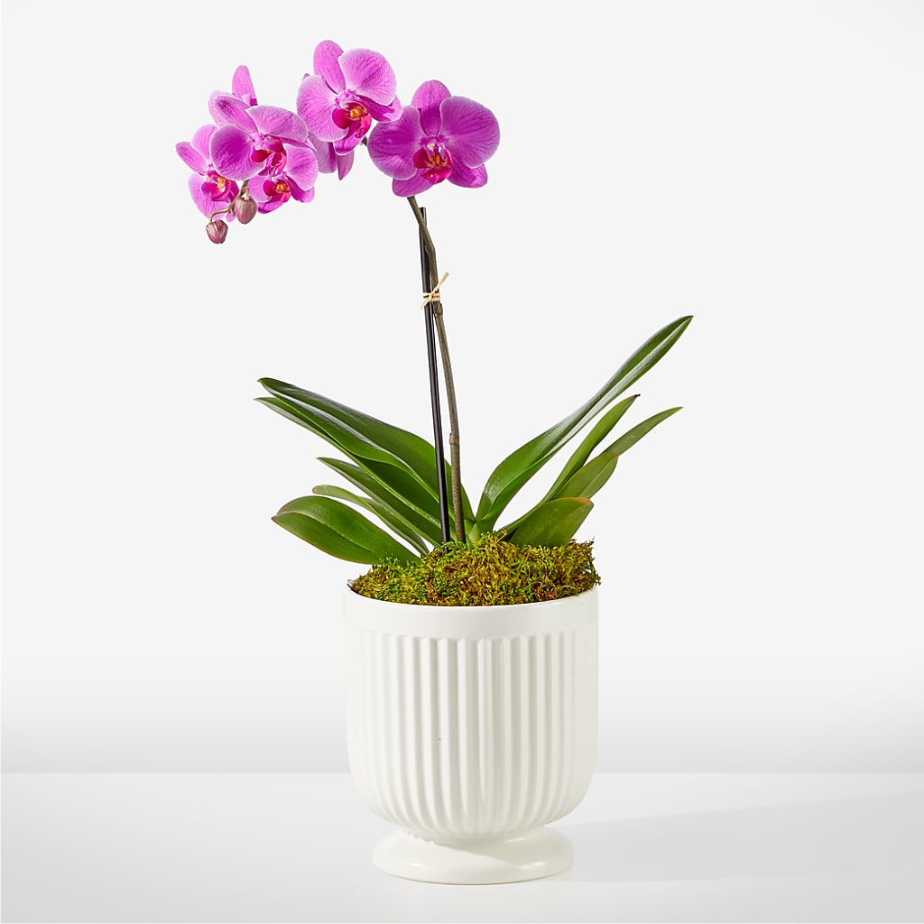 Friendly Fuchsia Orchid – Happy Events By Euna, Metuchen NJ