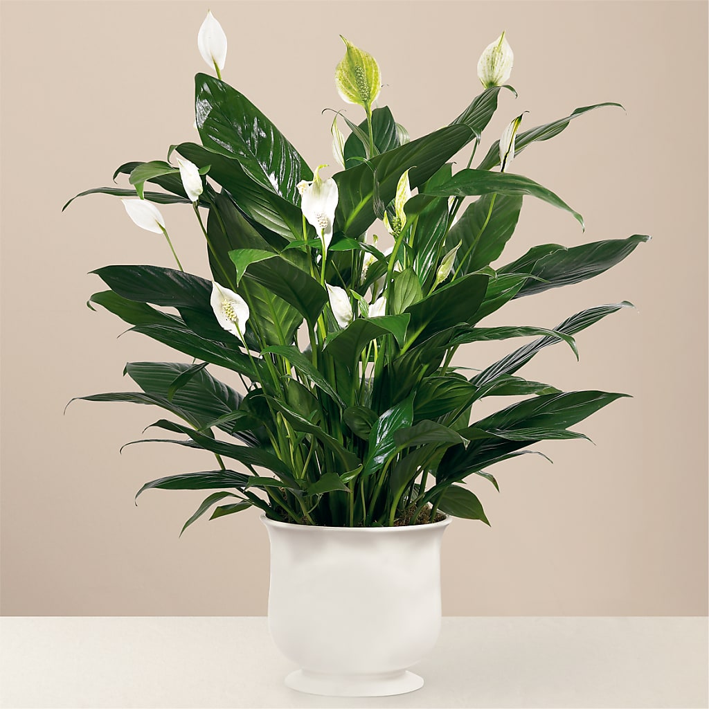 Comfort Planter – Happy Events By Euna, Metuchen NJ