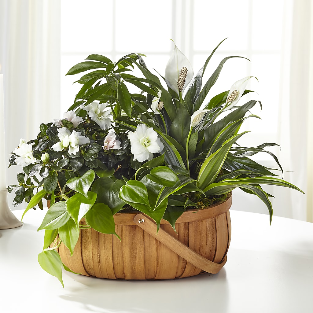 Serene Dishgarden – Happy Events By Euna, Metuchen NJ