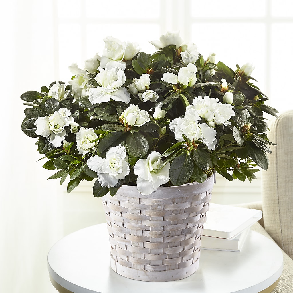 White Azalea Plant – Happy Events By Euna, Metuchen NJ