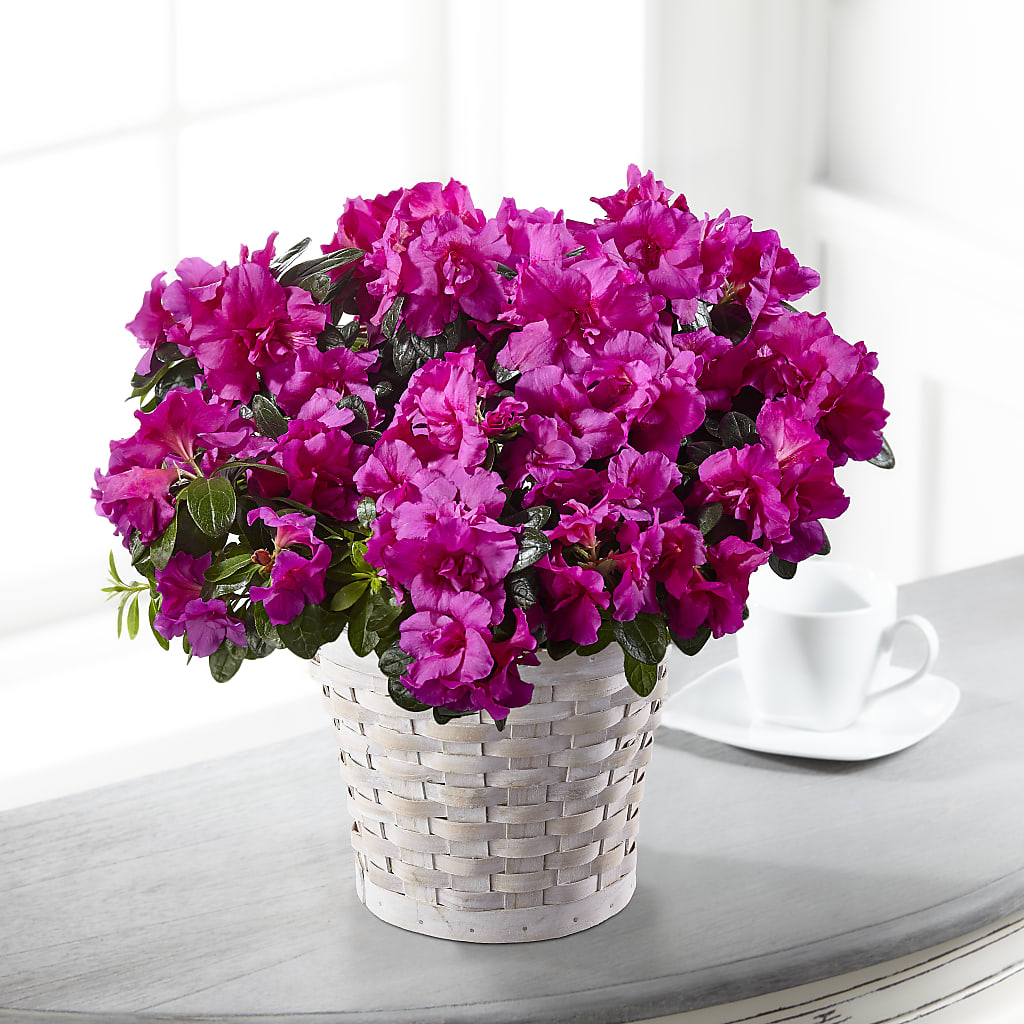 Hope & Serenity Azalea Plant – Happy Events By Euna, Metuchen NJ