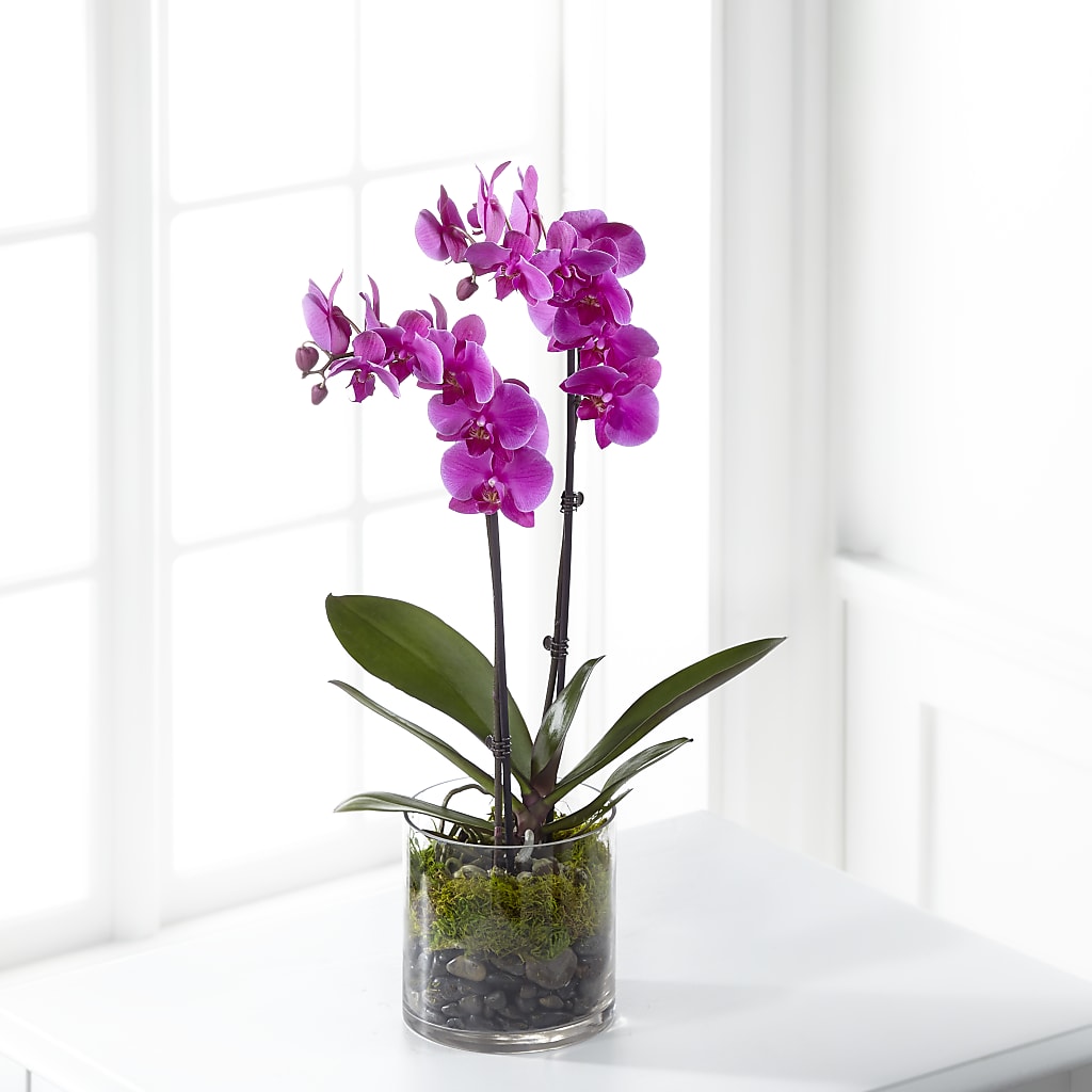 Pink Orchid Plant – Happy Events By Euna, Metuchen NJ