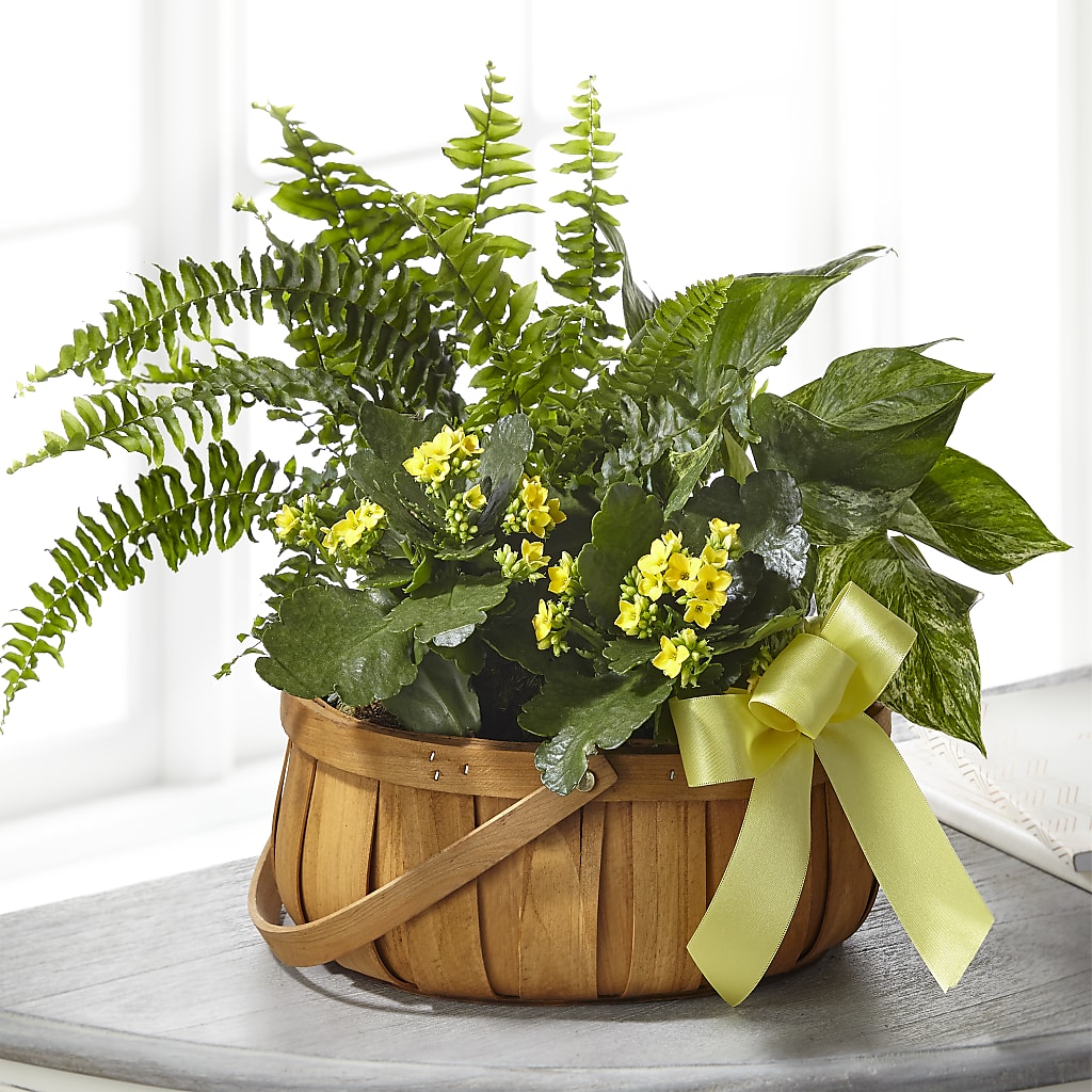 Always Dear Dishgarden – Happy Events By Euna, Metuchen NJ