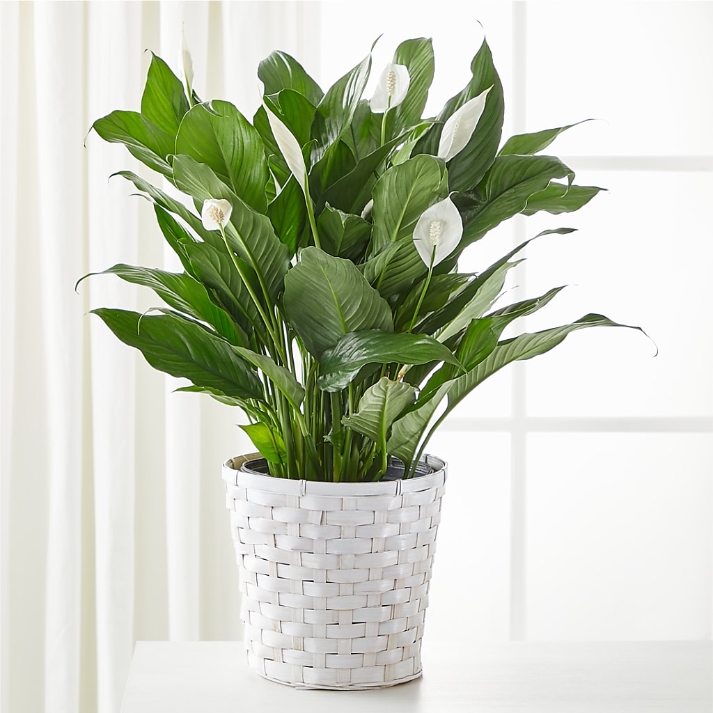 A New Leaf Peace Lily – Happy Events By Euna, Metuchen NJ
