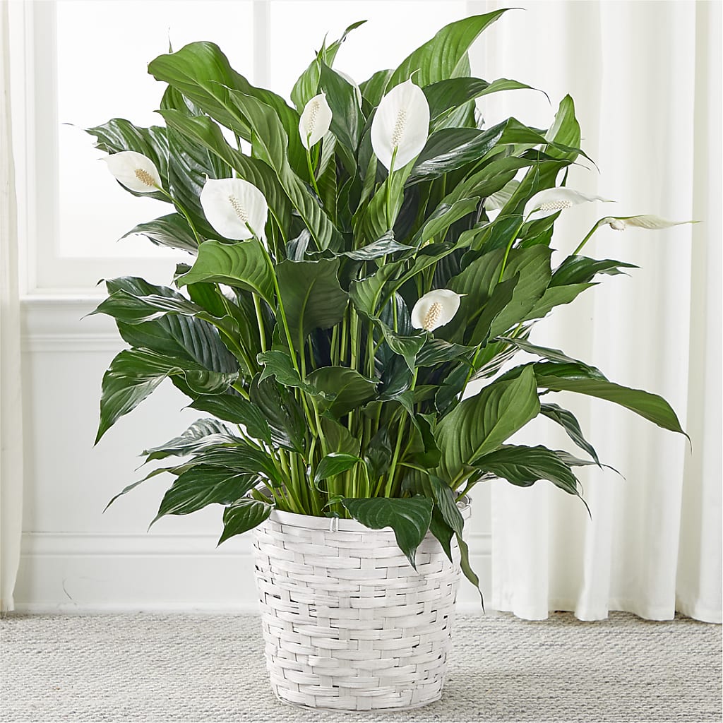 A New Leaf Peace Lily – Happy Events By Euna, Metuchen NJ