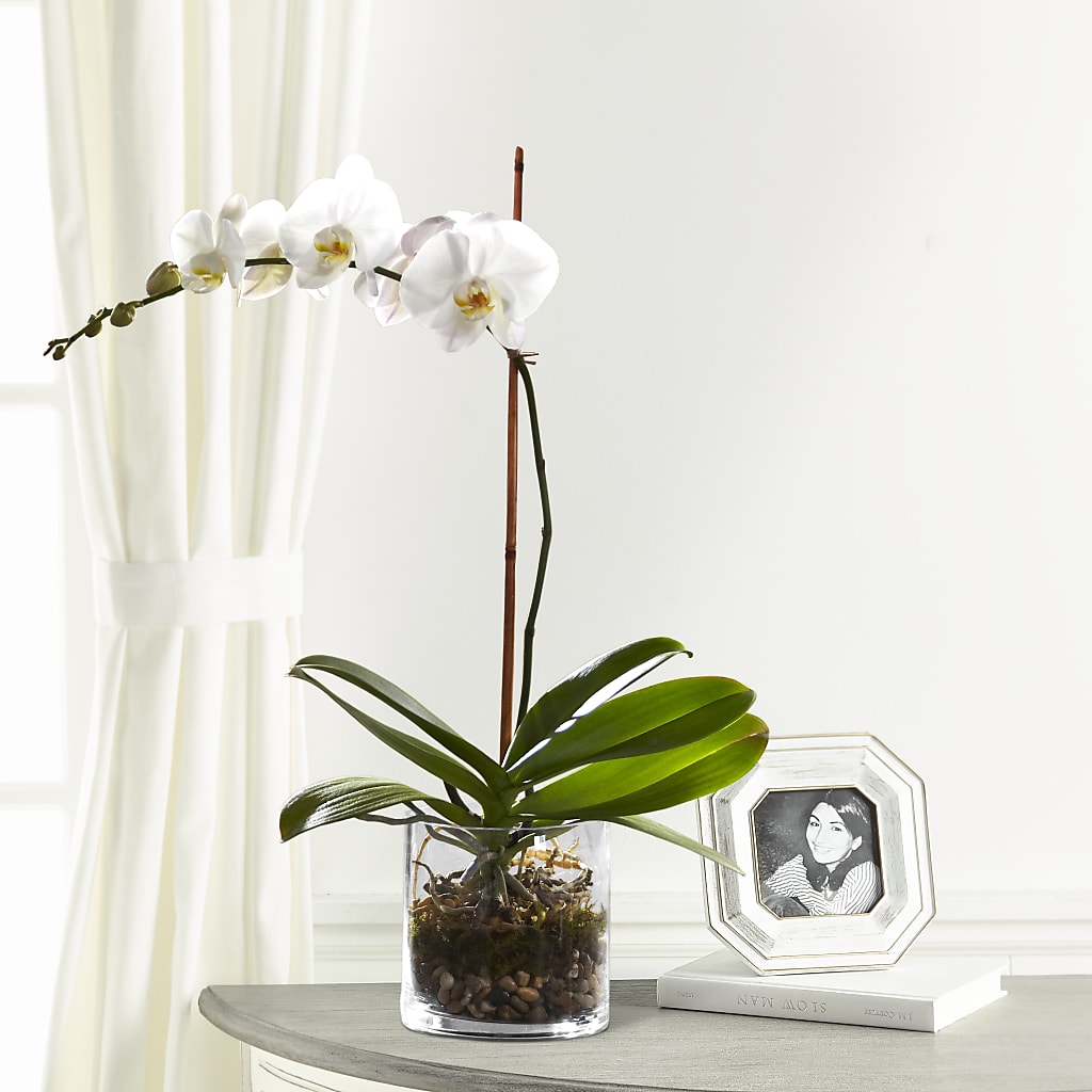 White Orchid Planter – Happy Events By Euna, Metuchen NJ