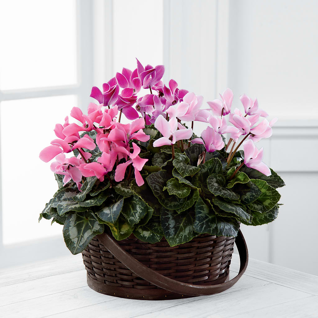 Jardinière de cyclamens assortis