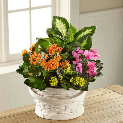 Color Crush Dishgarden –  Happy Events By Euna, Metuchen NJ