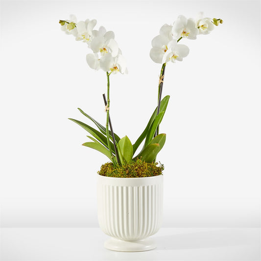 Orquídea Blanca Susurrante