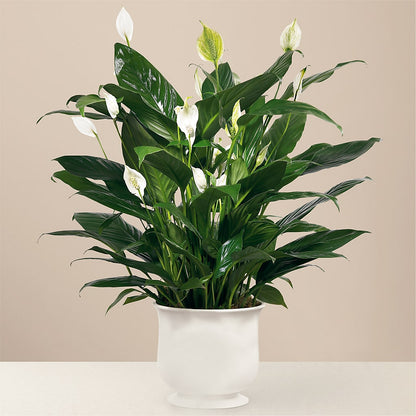 Comfort Planter –  Happy Events By Euna, Metuchen NJ