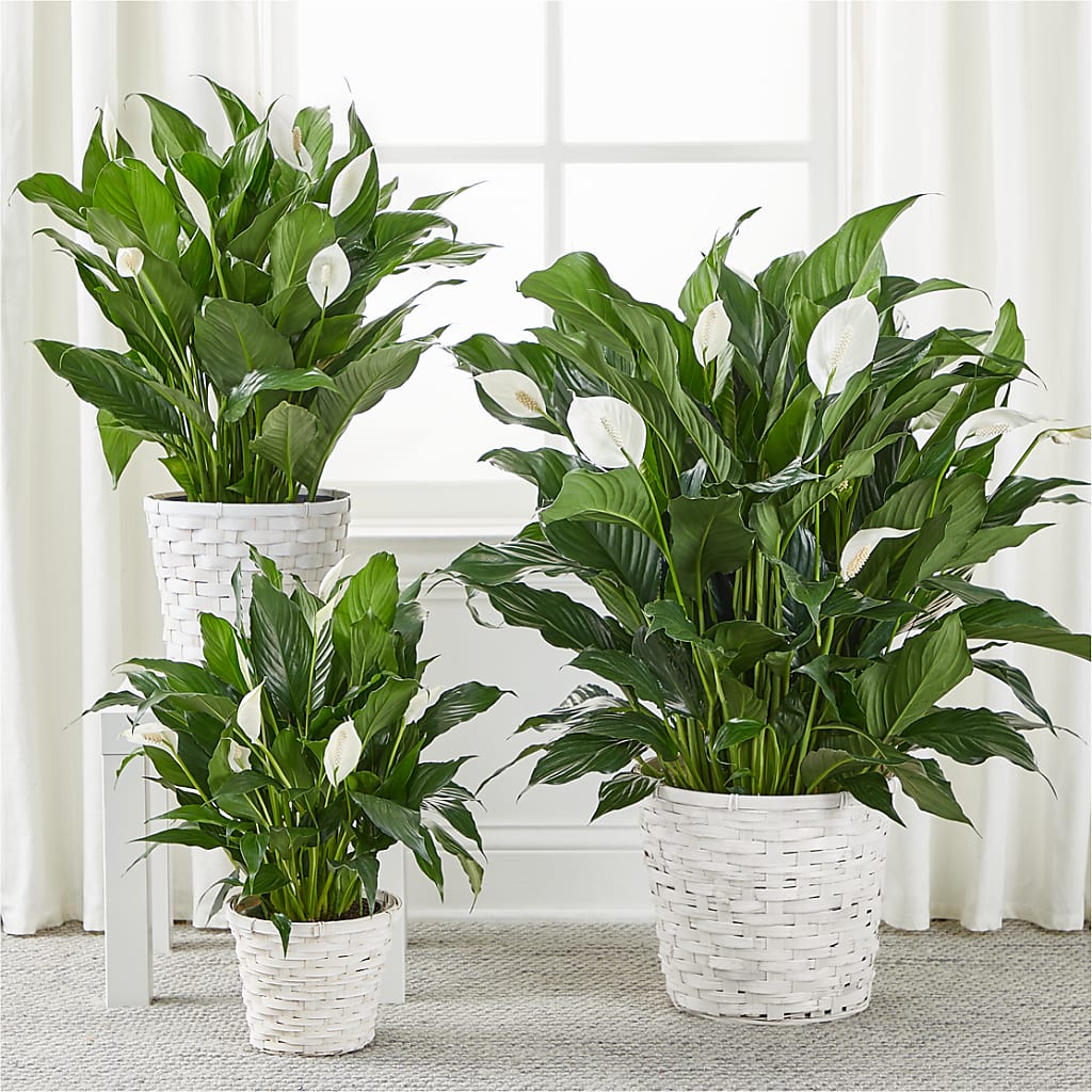 A New Leaf Peace Lily –  Happy Events By Euna, Metuchen NJ
